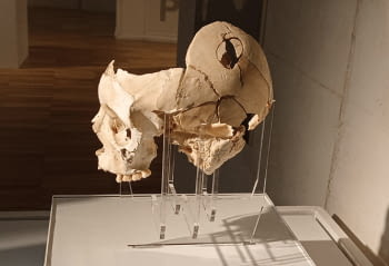 Expositor per a un crani